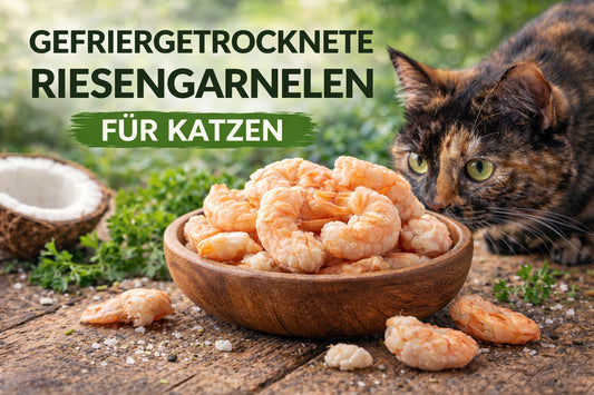 Katze schnuppert an gefriergetrockneten Riesengarnelen