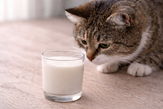 Katze schnuppert an einem Glas Milch auf einem Tisch – Frage ob Katzen Milch trinken dürfen und ob sie sie vertragen