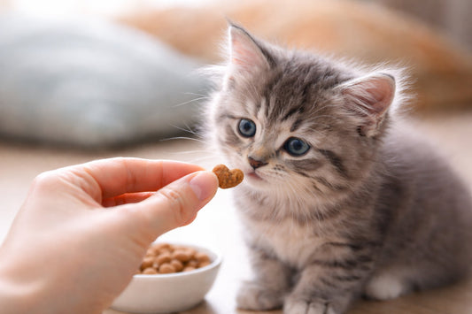 Junges Kitten schnuppert an einem kleinen Katzensnack in einer Hand – geeignete Snacks für junge Katzen und Kitten