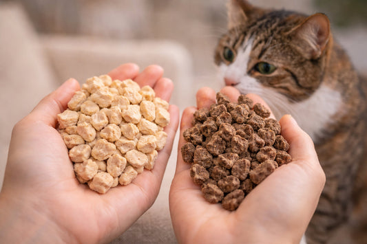 Katze vergleicht zwei verschiedene Katzensnacks – natürlicher und stark verarbeiteter Snack