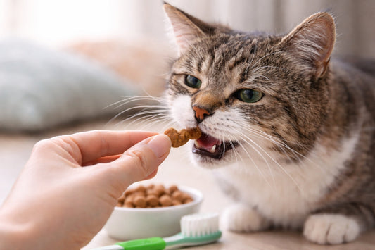 Katze kaut auf einem festen Katzensnack – möglicher Effekt von Snacks auf die Zahngesundheit bei Katzen